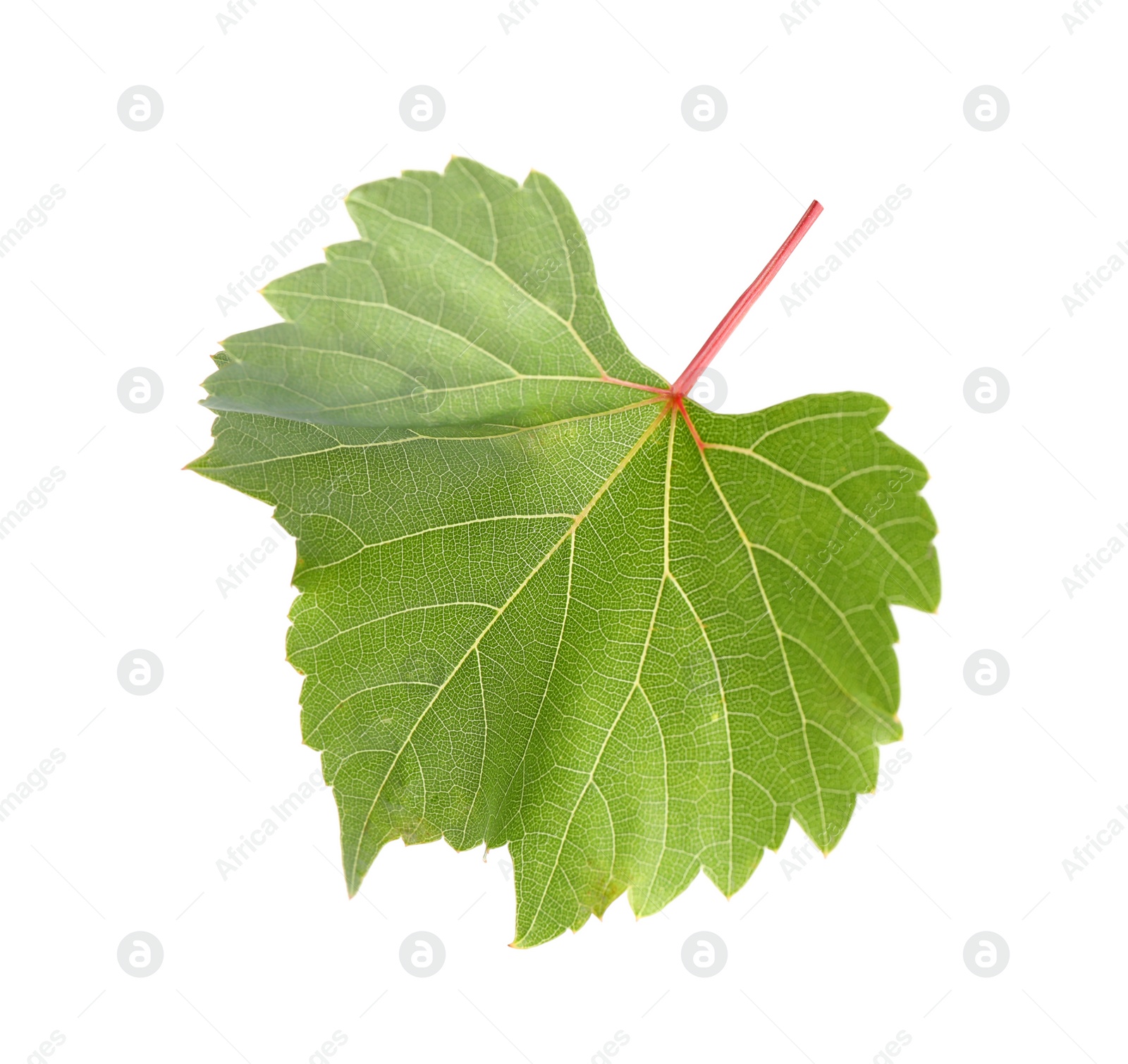 Photo of Fresh green grape leaf on white background