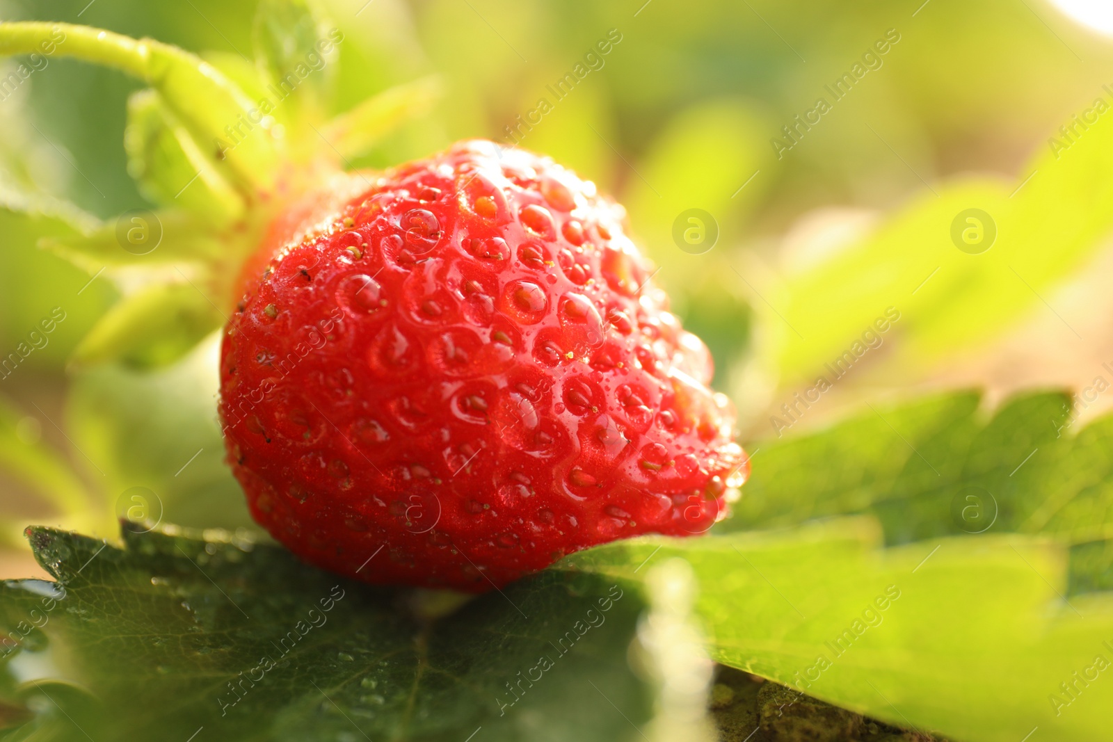 Photo of Strawberry plant with ripe berry on blurred background, closeup