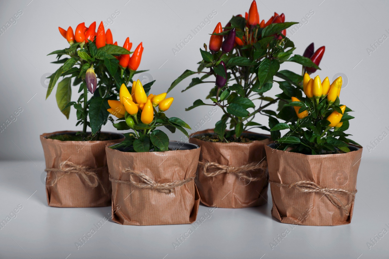 Photo of Capsicum Annuum plants. Many potted multicolor Chili Peppers on light grey background