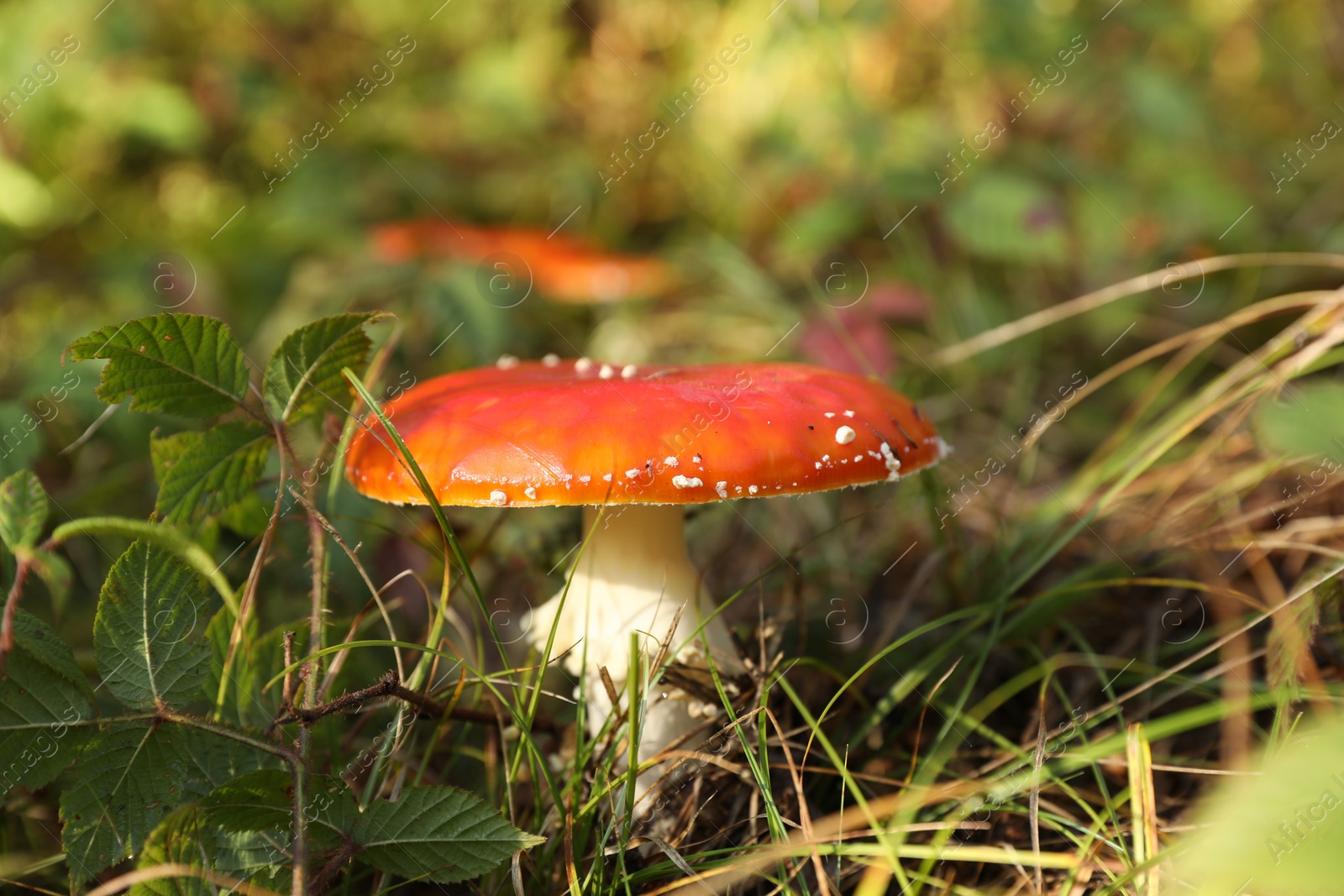 Photo of Fresh wild mushroom growing in forest, closeup