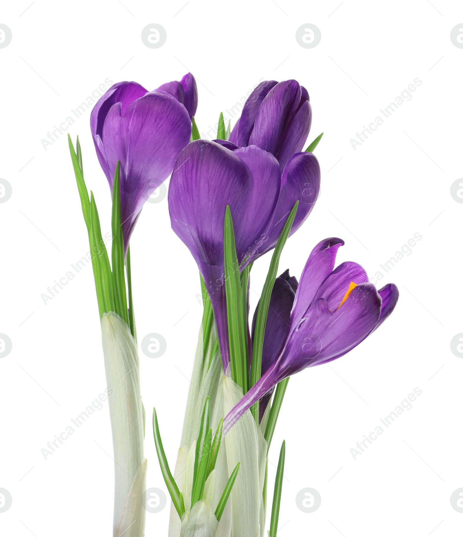 Photo of Beautiful purple crocus flowers isolated on white. Spring season