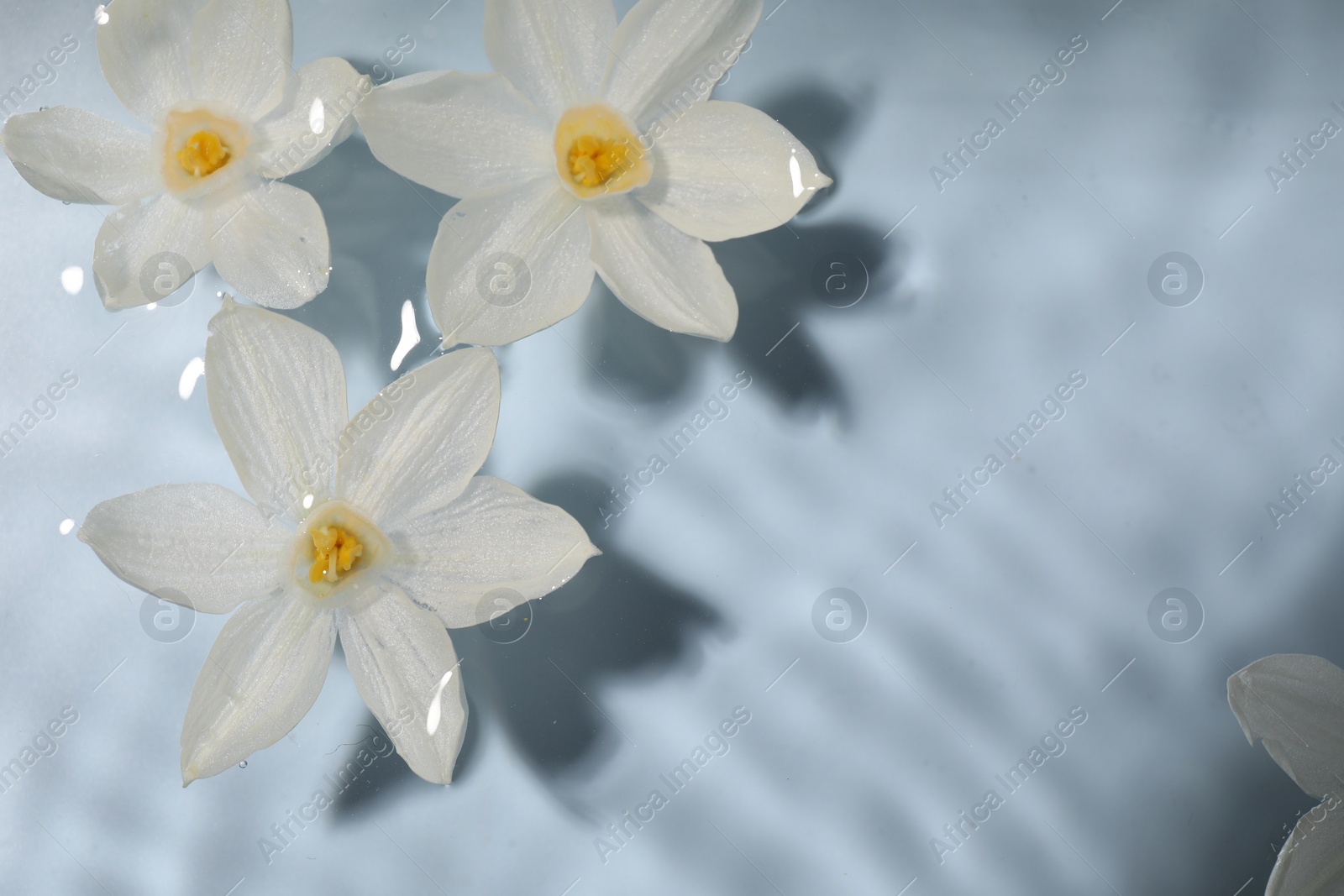 Photo of Beautiful daffodils in water on light blue background, top view. Space for text