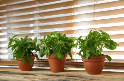 Fresh green basil in pots on wooden window sill