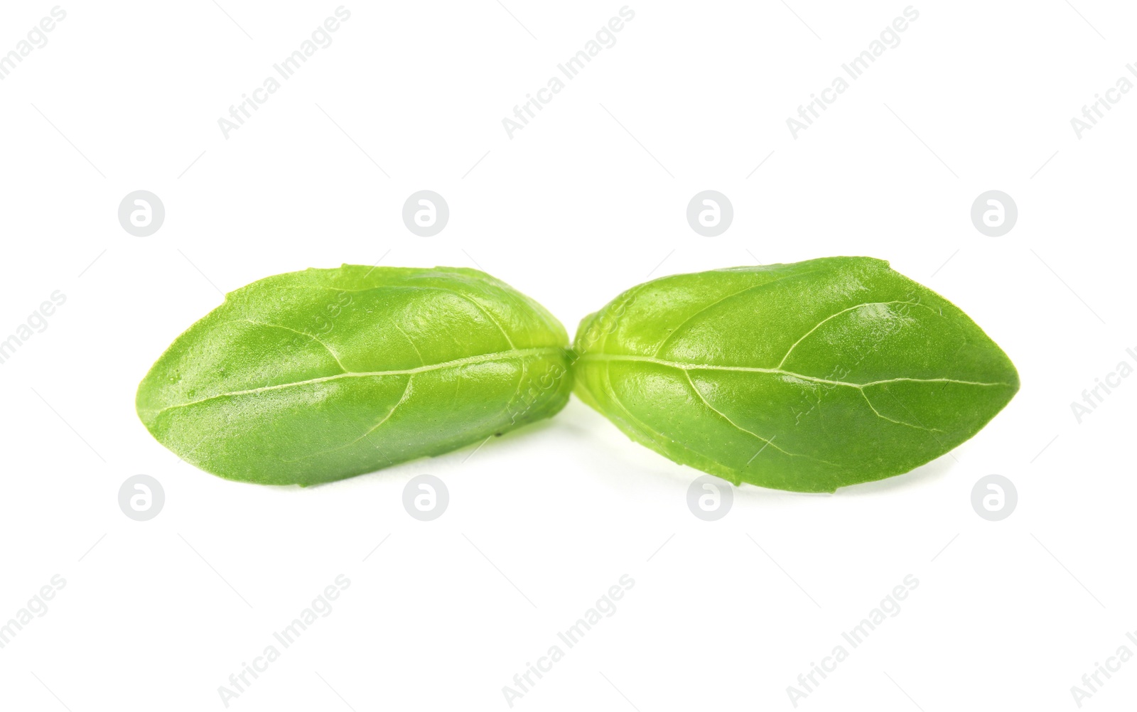 Photo of Fresh green basil leaves on white background