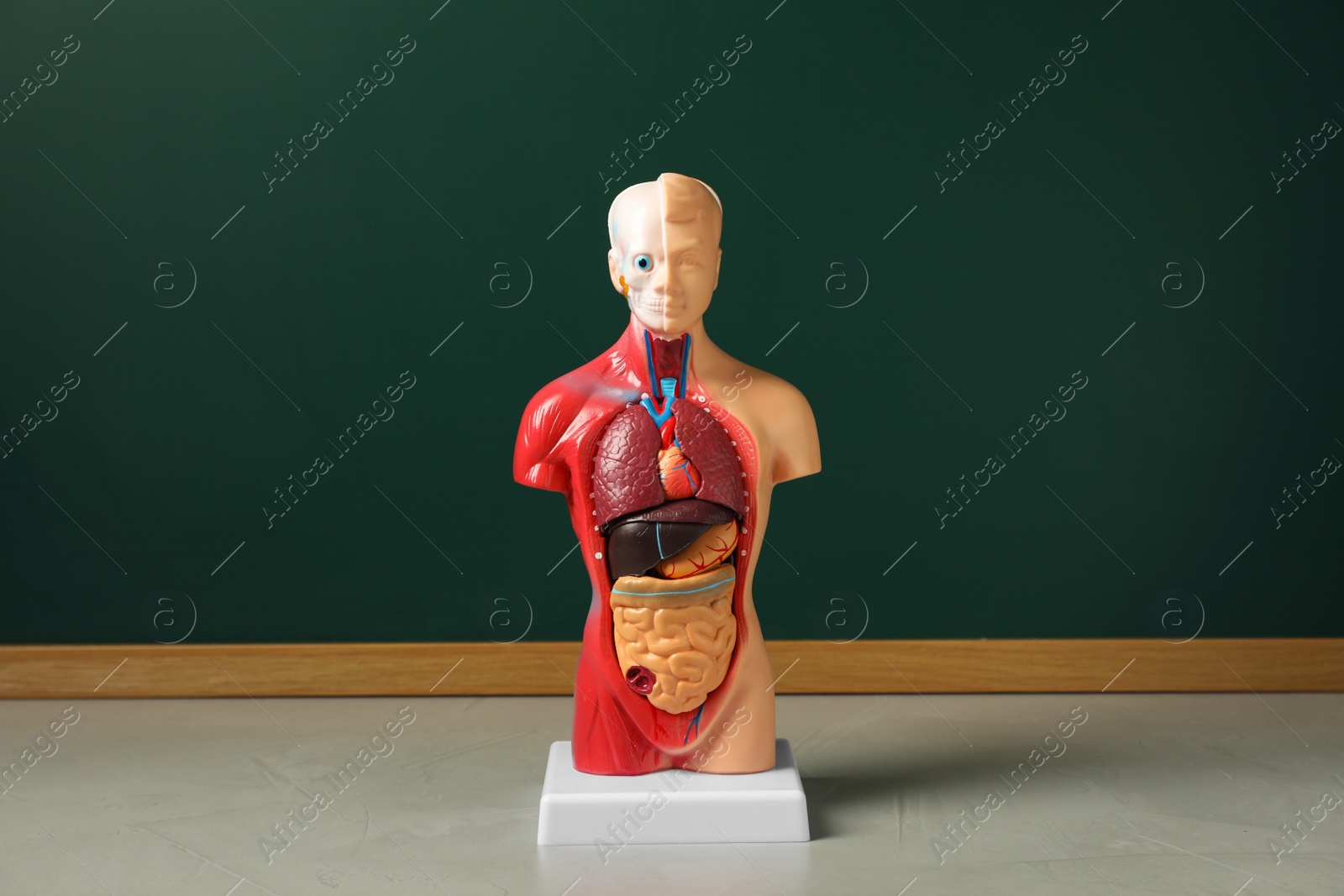 Photo of Human anatomy mannequin showing internal organs near chalkboard