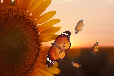 Beautiful butterflies flying near sunflower in field at sunset, closeup