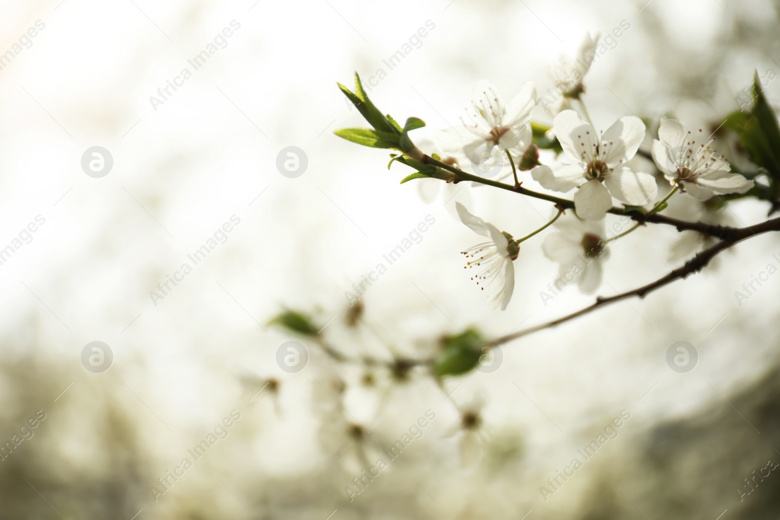 Photo of Closeup view of blossoming tree outdoors on spring day