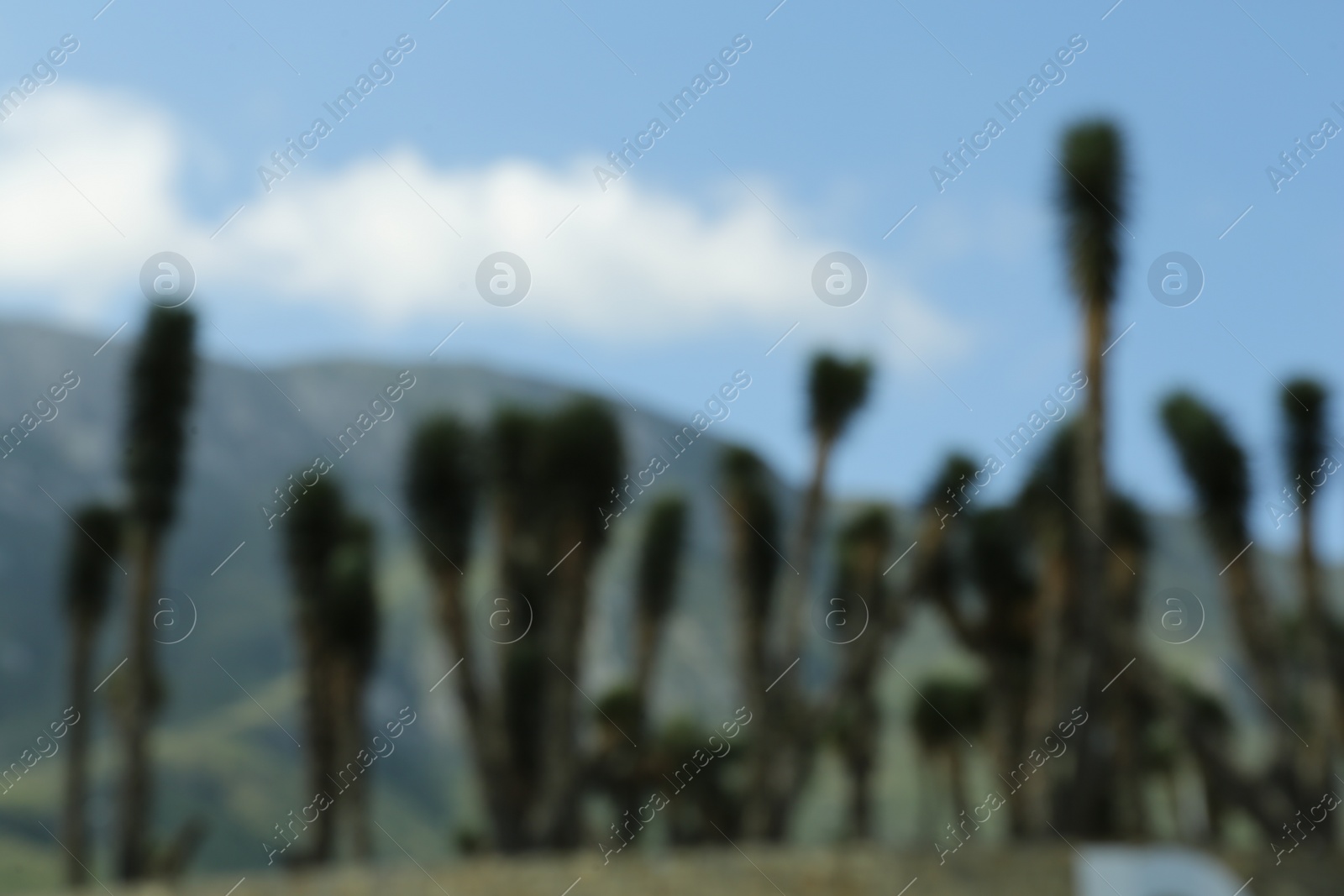 Photo of Many beautiful Joshua trees near mountains under cloudy sky, blurred view