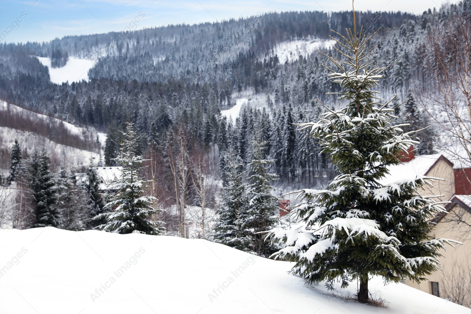 Photo of Beautiful snowy fir tree near building on winter day