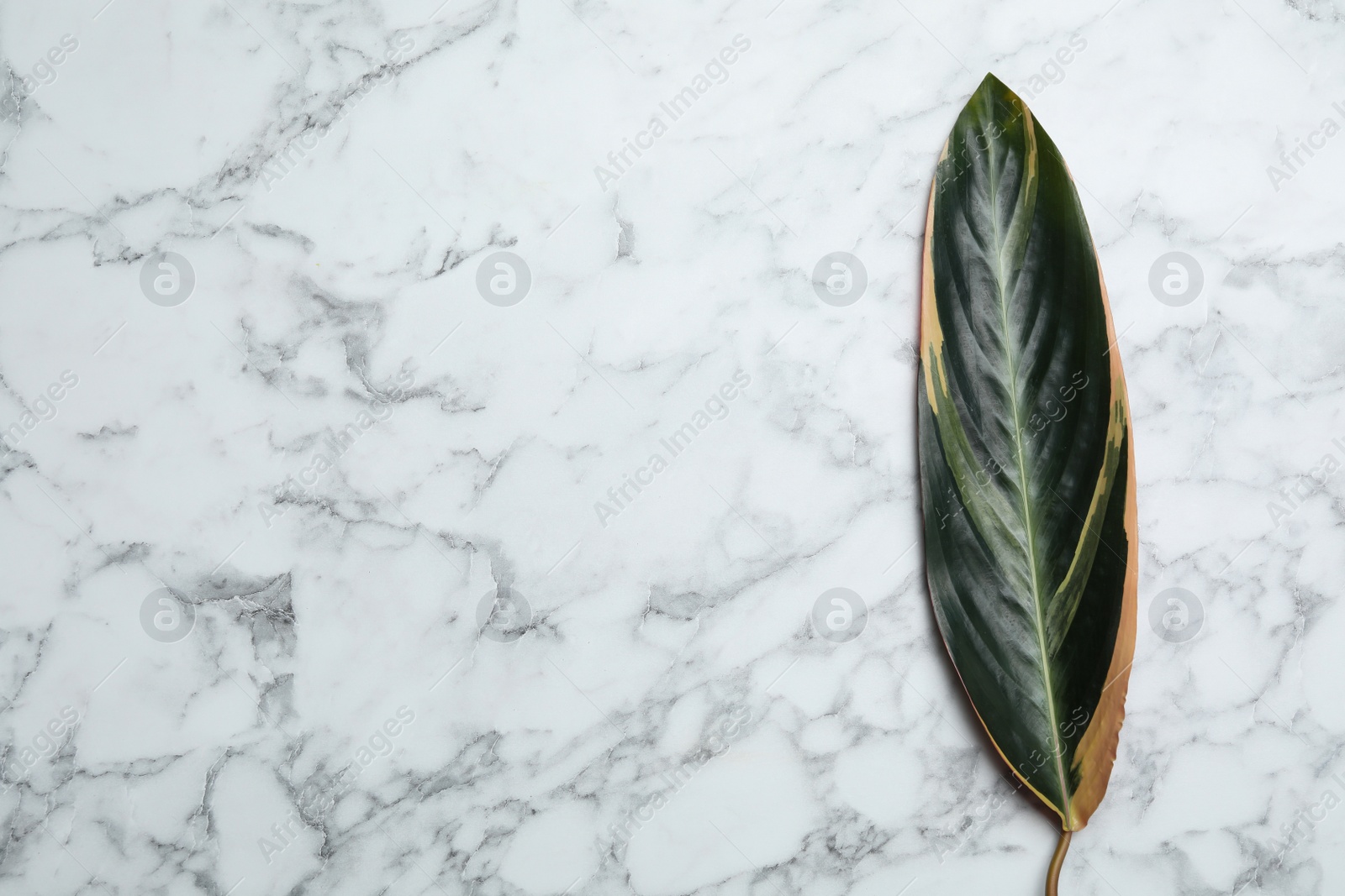 Photo of Leaf of tropical stromanthe plant on marble background, top view with space for text