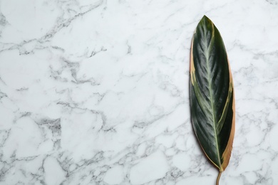 Leaf of tropical stromanthe plant on marble background, top view with space for text