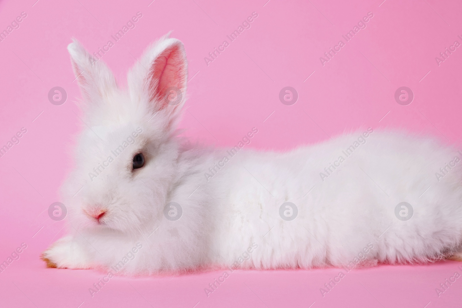 Photo of Fluffy white rabbit on pink background. Cute pet