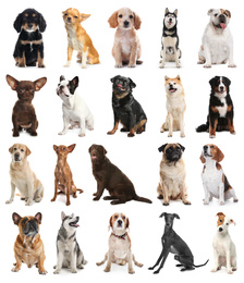Image of Set of different dogs on white background