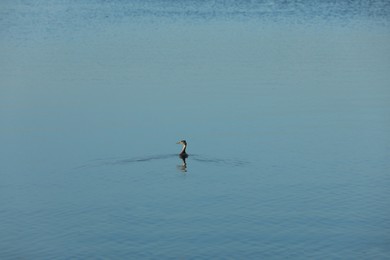 Photo of Beautiful lake with duck in summer morning