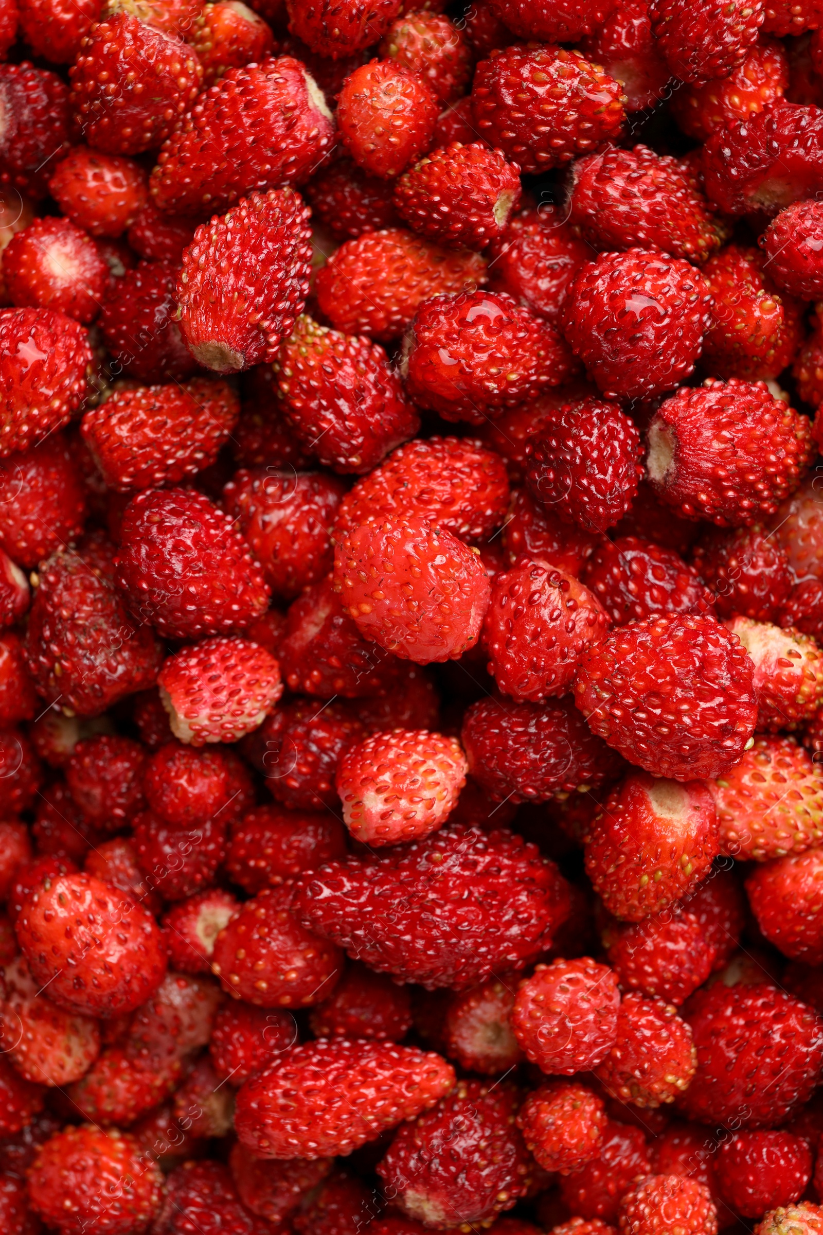 Photo of Many fresh wild strawberries as background, top view