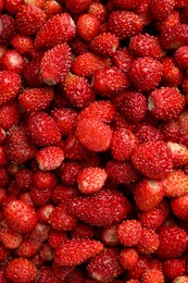 Photo of Many fresh wild strawberries as background, top view