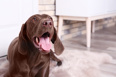 Photo of German Shorthaired Pointer dog at home