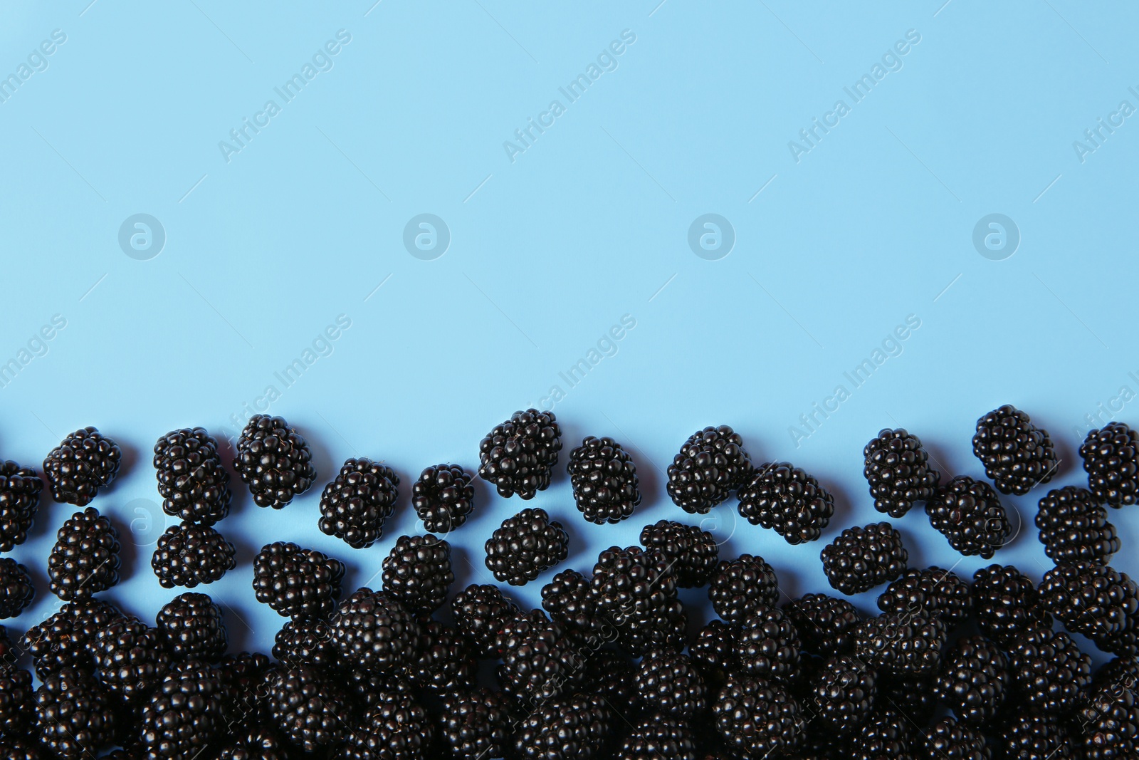 Photo of Flat lay composition with ripe blackberries on blue background. Space for text