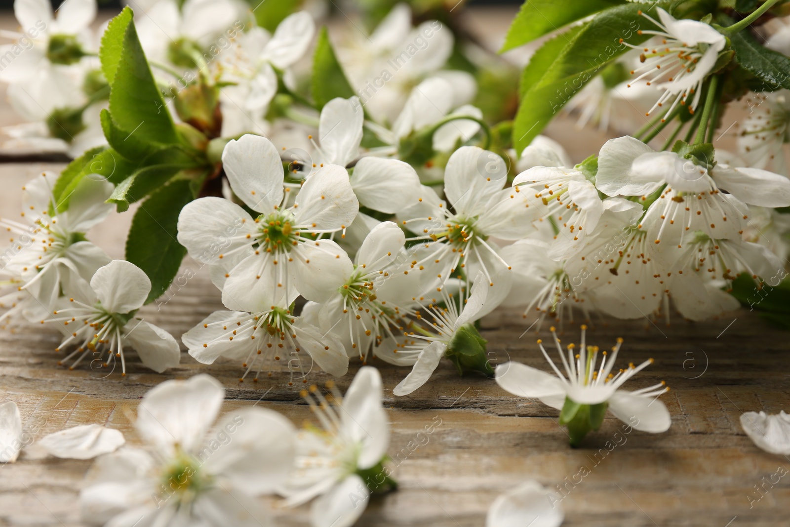 Photo of Spring branch with beautiful blossoms, leaves and petals on wooden table, closeup