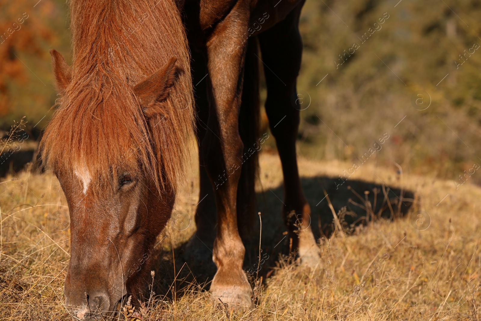 Photo of Brown horse grazing outdoors on sunny day. Beautiful pet