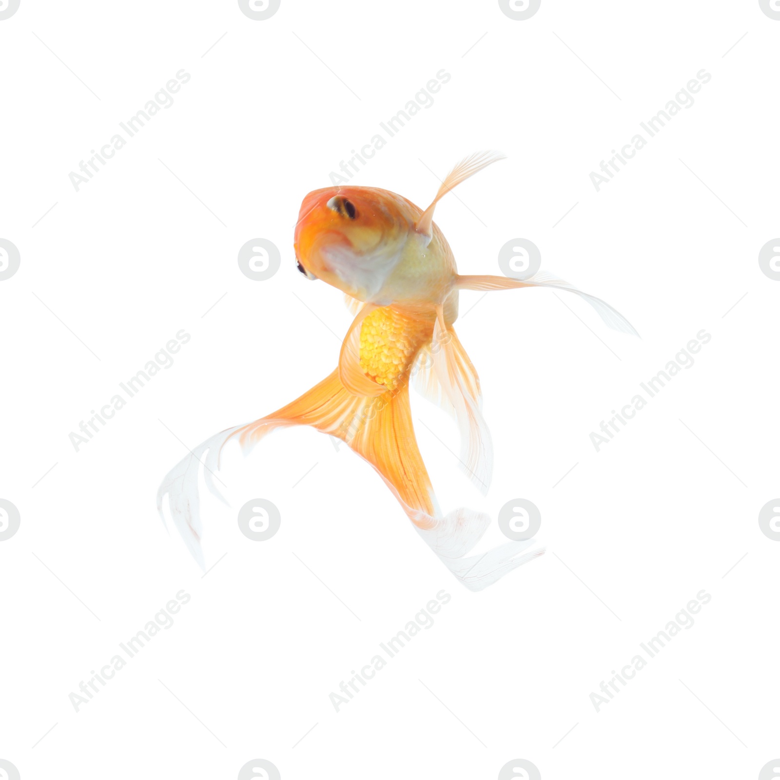 Photo of Beautiful bright small goldfish isolated on white