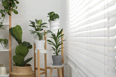 Beautiful plants in pots indoors. House decor