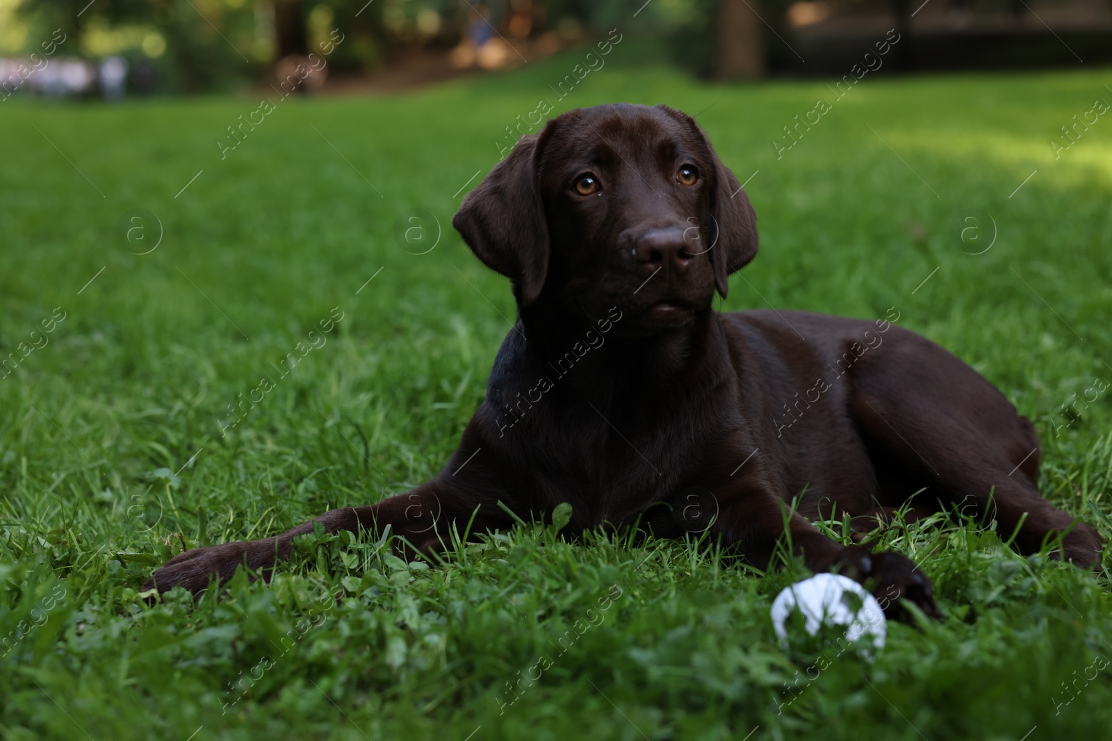 Photo of Adorable Labrador Retriever dog with ball on green grass in park