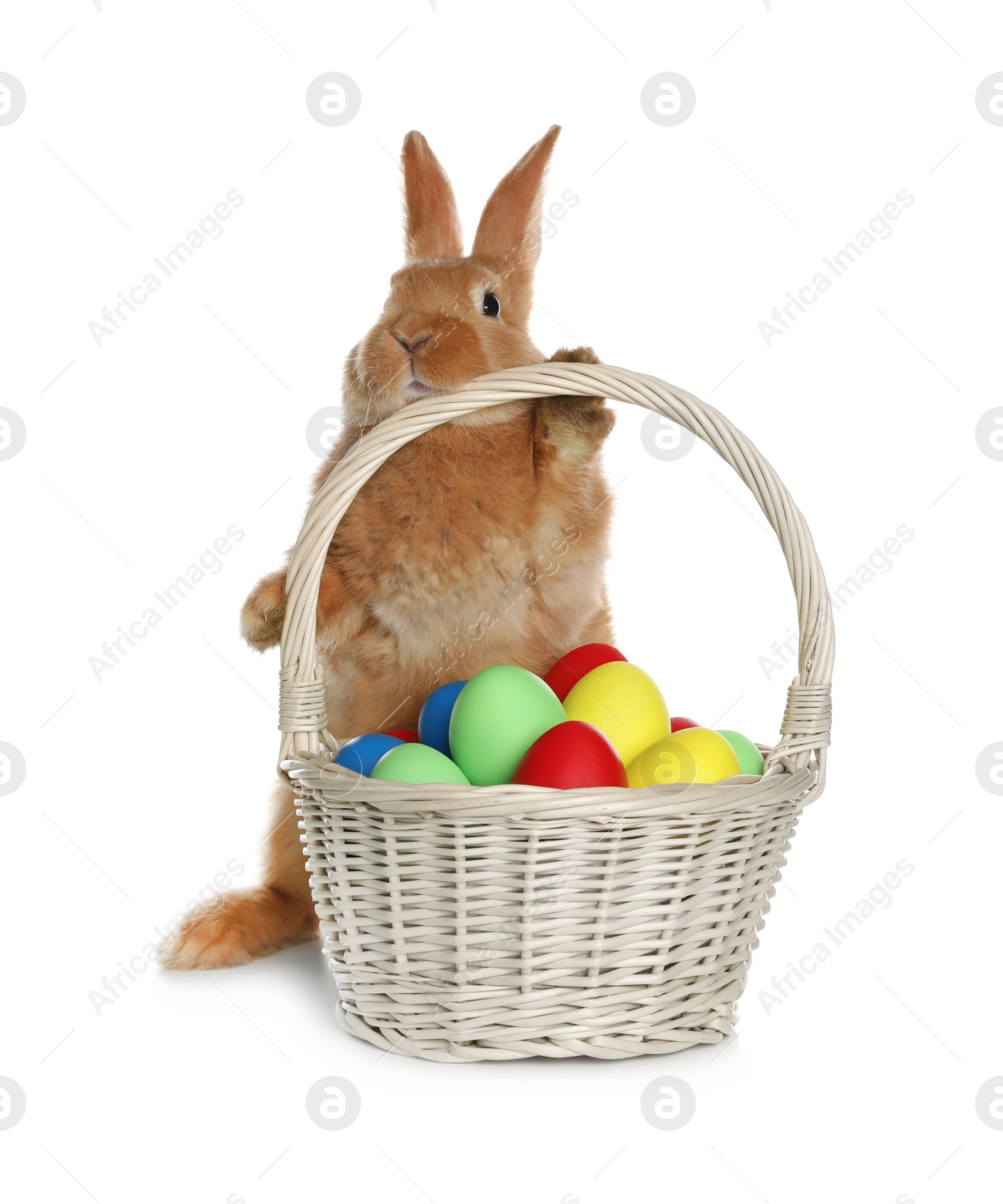 Photo of Adorable furry Easter bunny near wicker basket with dyed eggs on white background