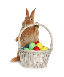 Photo of Adorable furry Easter bunny near wicker basket with dyed eggs on white background