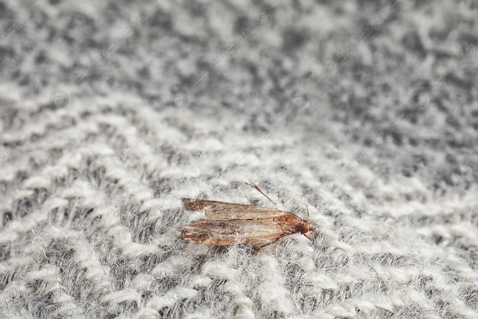 Photo of Common clothes moth (Tineola bisselliella) on light grey fabric, closeup