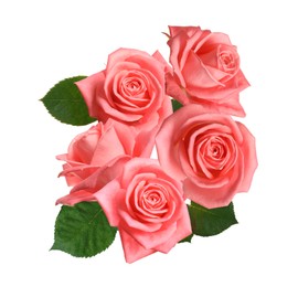 Image of Beautiful pink roses with green leaves on white background