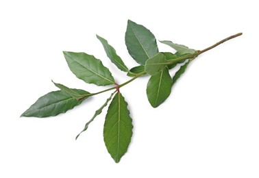 Photo of Branch with bay leaves isolated on white