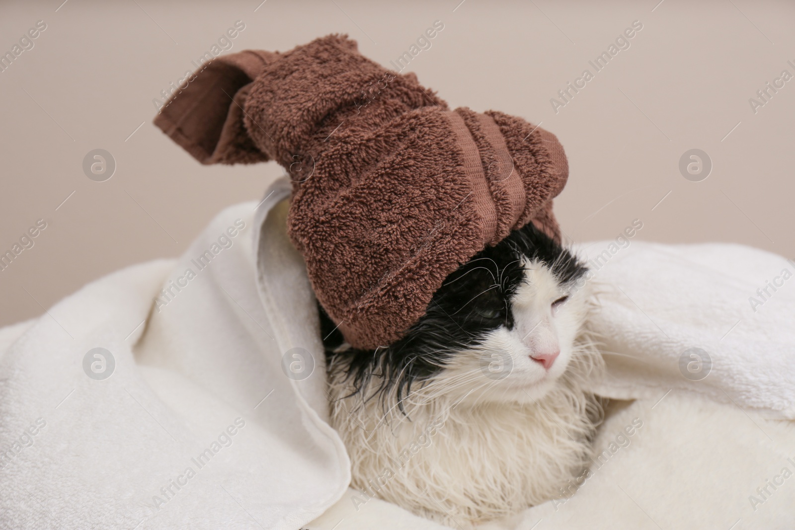 Photo of Wet cat wrapped with towels on light grey background