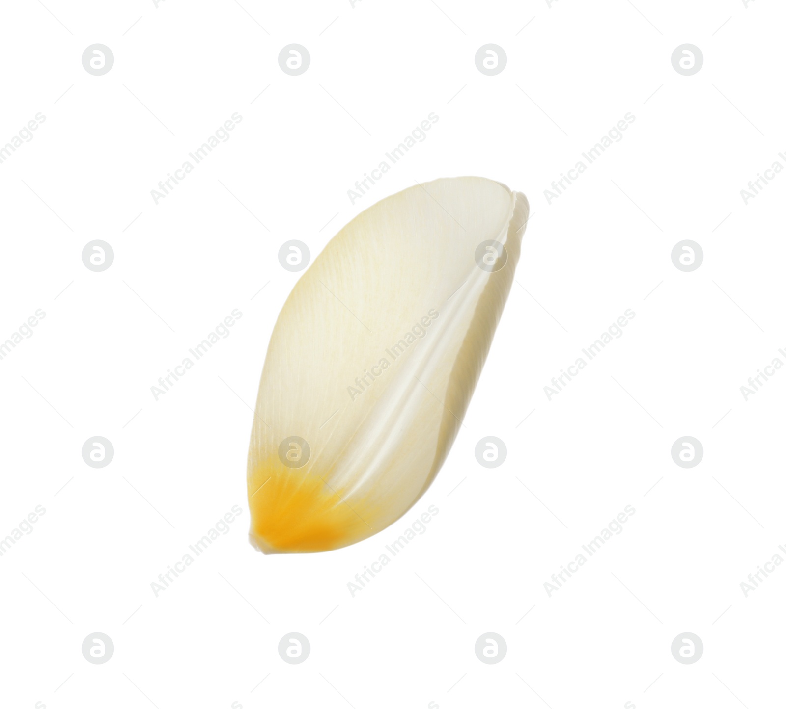 Photo of Beautiful fresh tulip petal isolated on white