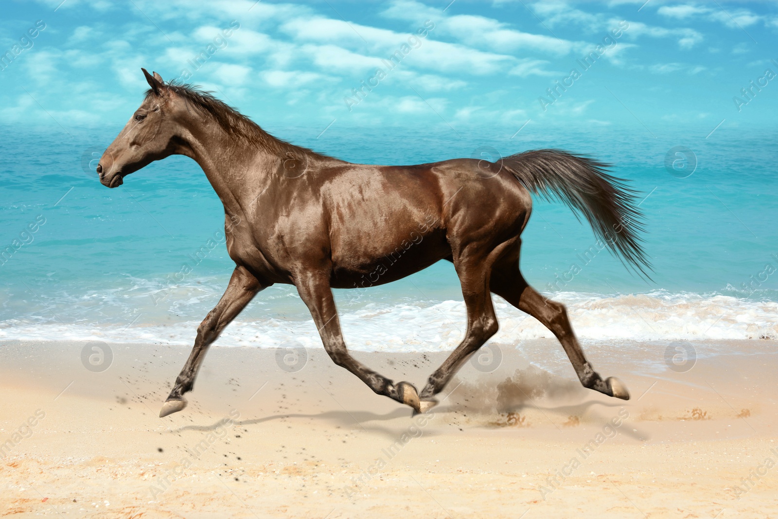 Image of Beautiful horse kicking up dust while running near sea