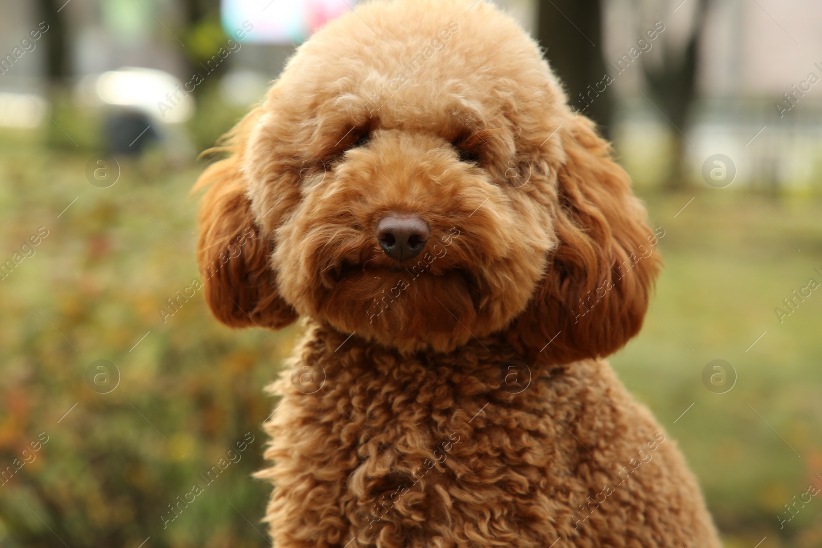 Photo of Cute dog in autumn park, closeup view