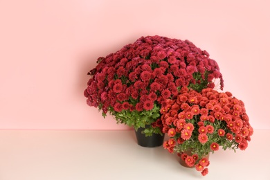 Photo of Beautiful potted chrysanthemum flowers on table against color background. Space for text