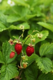Small wild strawberries growing outdoors. Seasonal berries