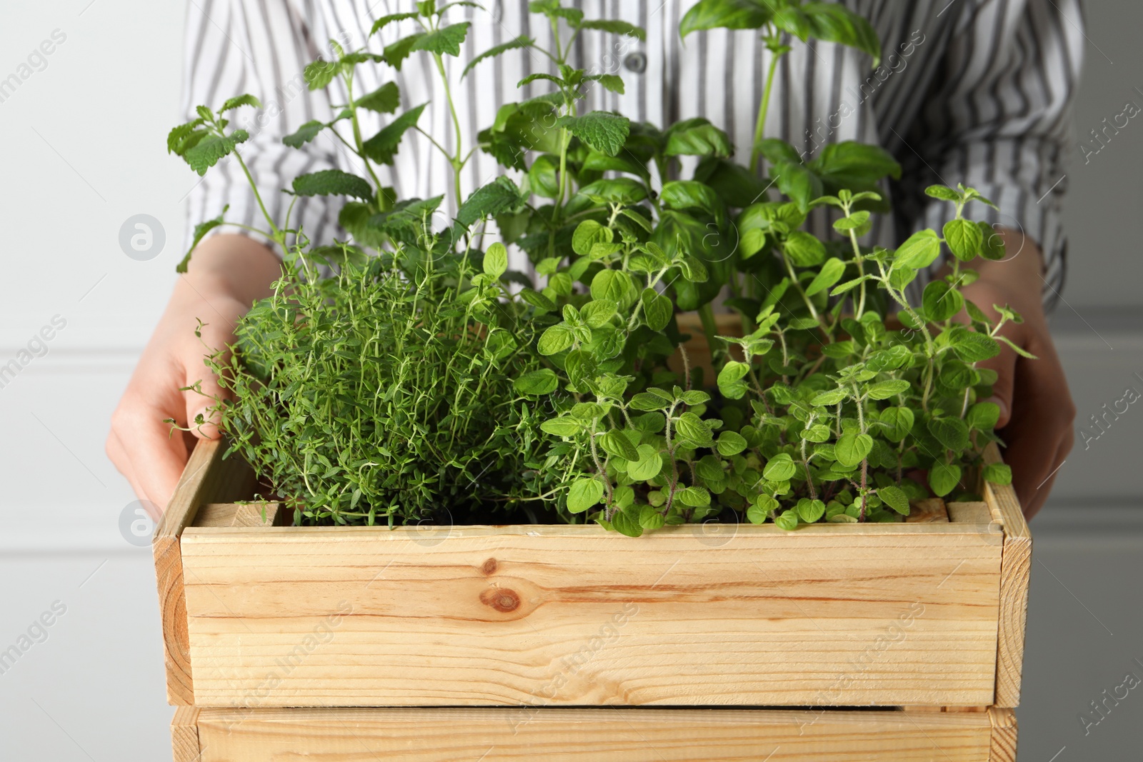 Photo of Woman holding wooden crate with different aromatic herbs, closeup