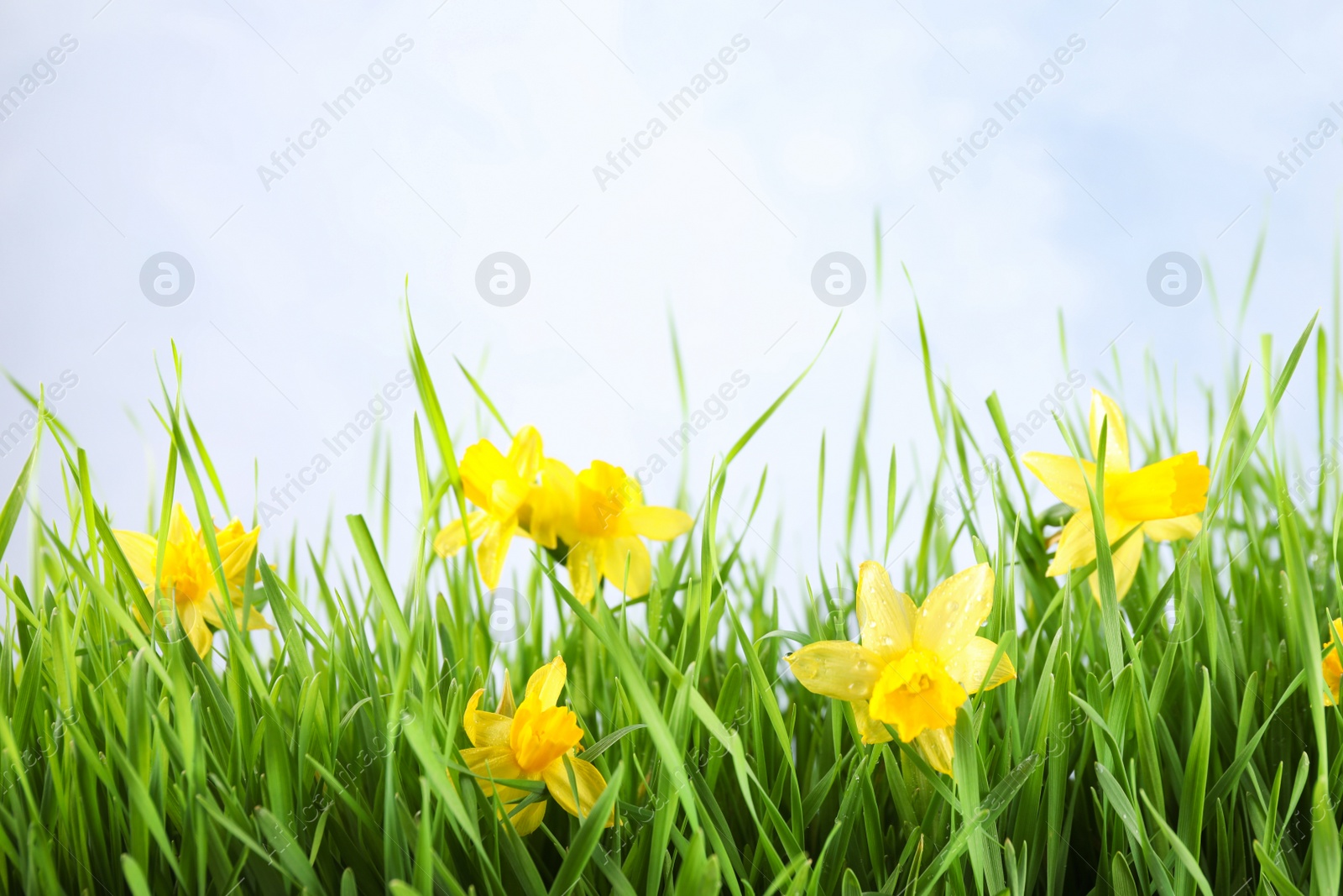 Photo of Bright spring grass and daffodils with dew against light background