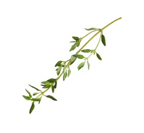 Photo of Aromatic thyme sprig on white background. Fresh herb