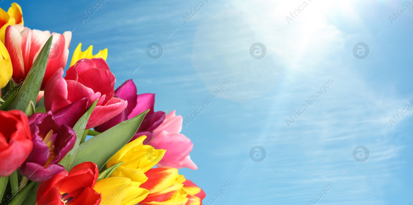 Image of Beautiful bright spring tulips and blue sky on background, space for text. Banner design