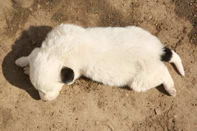 Photo of White stray puppy sleeping outdoors, above view. Baby animal