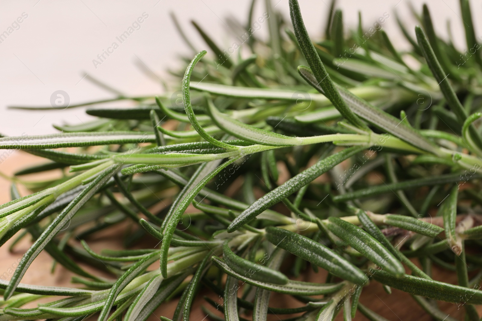 Photo of Sprigs of fresh green rosemary, closeup view