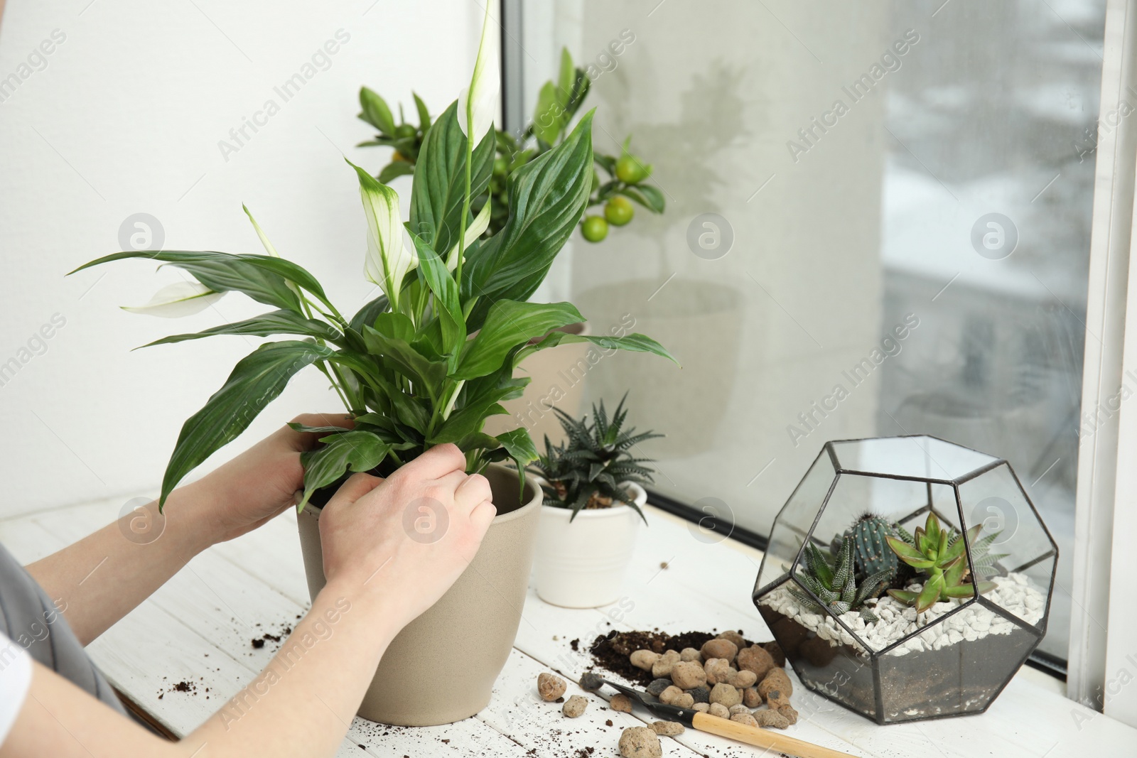 Photo of Woman transplanting home plant into new pot on window sill, closeup