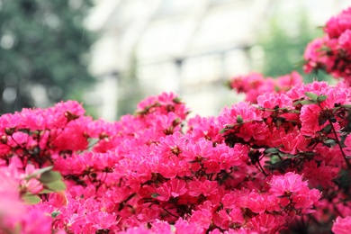 Photo of Beautiful tiny tropical flowers in botanical garden, closeup