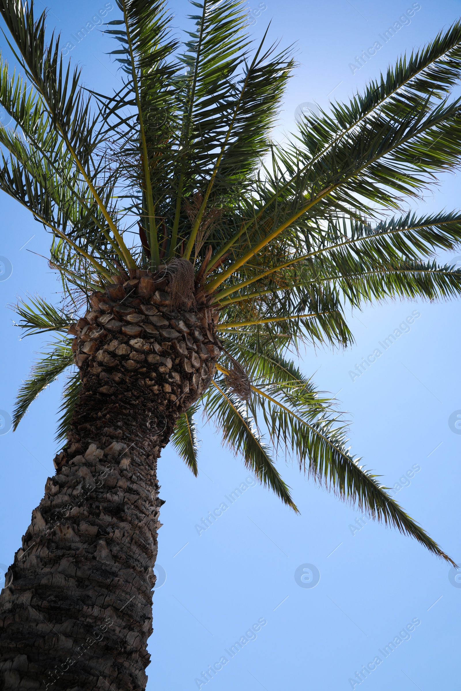 Photo of Beautiful palm tree with green leaves against clear blue sky, low angle view