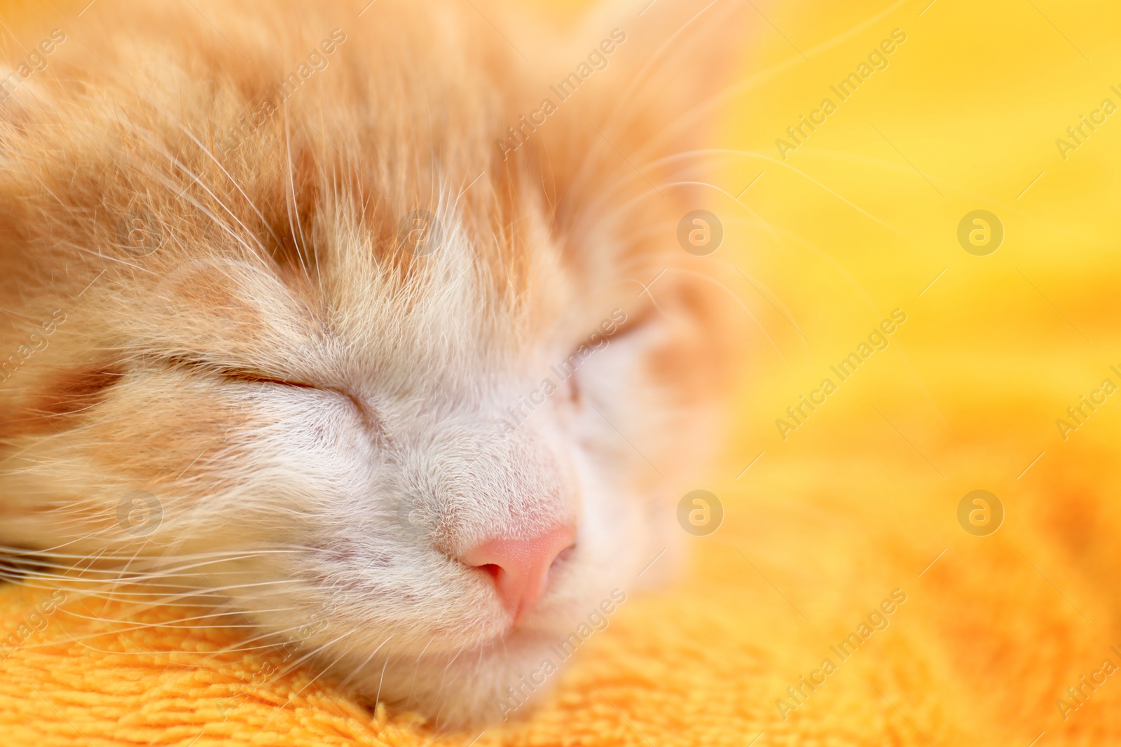 Photo of Cute little kitten sleeping on yellow blanket, closeup view