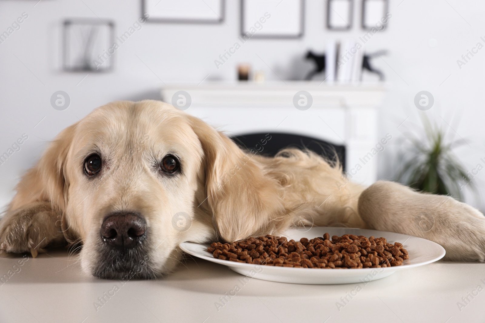 Photo of Cute retriever lying at white table near bowl of food indoors