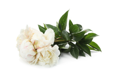 Bouquet of beautiful peonies on white background